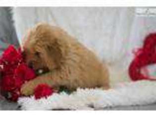 Golden Retriever Puppy for sale in Youngstown, OH, USA