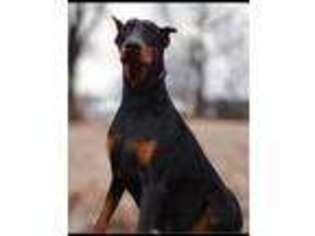 Doberman Pinscher Puppy for sale in East Moline, IL, USA