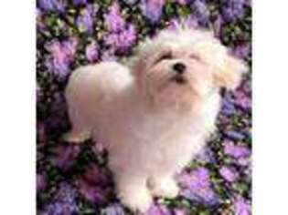 Maltese Puppy for sale in Red House, WV, USA