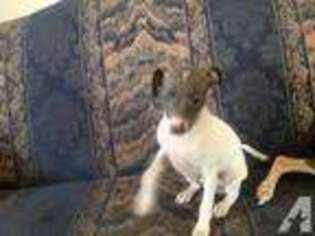 Italian Greyhound Puppy for sale in CLARKSVILLE, AR, USA