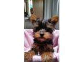 Yorkshire Terrier Puppy for sale in Fort Morgan, CO, USA