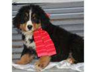 Bernese Mountain Dog Puppy for sale in Rebersburg, PA, USA