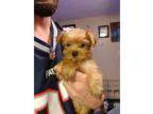 Yorkshire Terrier Puppy for sale in Dayville, CT, USA