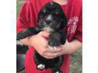 Cocker Spaniel Puppy for sale in Bandera, TX, USA