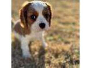 Cavalier King Charles Spaniel Puppy for sale in Fort Worth, TX, USA