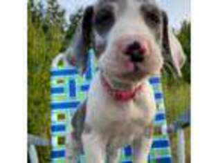Great Dane Puppy for sale in Chetek, WI, USA