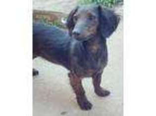 Dachshund Puppy for sale in Mansfield, MO, USA