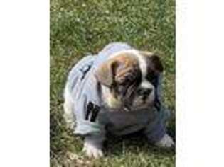 French Bulldog Puppy for sale in Zanesville, OH, USA