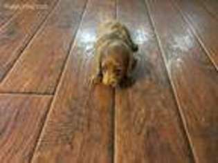 Dachshund Puppy for sale in Conway, AR, USA