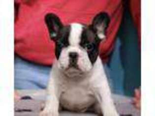 French Bulldog Puppy for sale in Red Bud, IL, USA