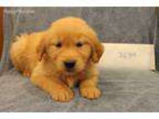 Golden Retriever Puppy for sale in Tacoma, WA, USA