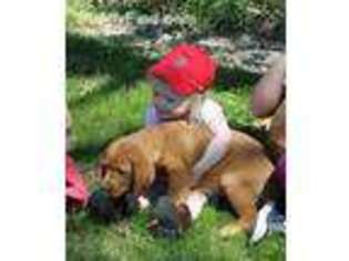 Labrador Retriever Puppy for sale in Millville, MN, USA