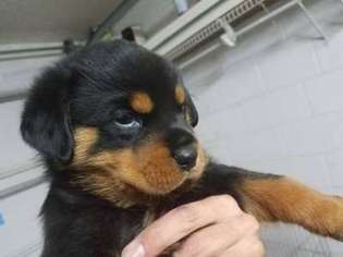 Rottweiler Puppy for sale in Mascotte, FL, USA