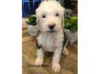 Old English Sheepdog Puppy for sale in Paragould, AR, USA