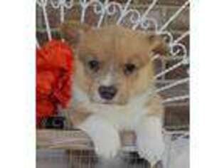 Pembroke Welsh Corgi Puppy for sale in Grabill, IN, USA