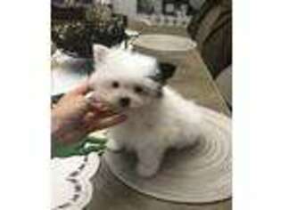 Maltipom Puppy for sale in Ionia, MI, USA