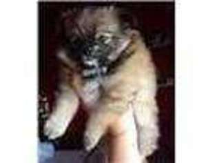 Mutt Puppy for sale in NEWCASTLE, CA, USA