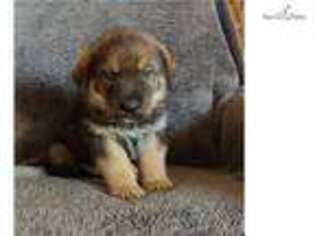 German Shepherd Dog Puppy for sale in Saint Joseph, MO, USA