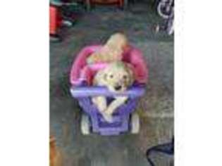 Golden Retriever Puppy for sale in Flushing, MI, USA
