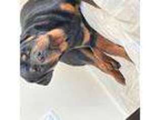 Rottweiler Puppy for sale in Lawrenceville, NJ, USA