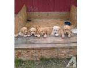 Labrador Retriever Puppy for sale in HASTINGS, MI, USA
