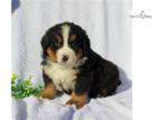 Bernese Mountain Dog Puppy for sale in Harrisburg, PA, USA