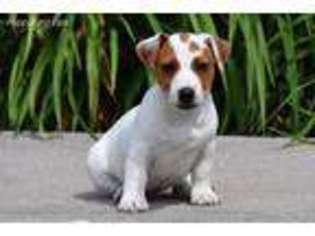 Jack Russell Terrier Puppy for sale in Speedwell, TN, USA