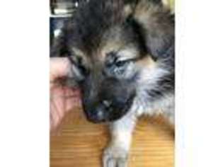 German Shepherd Dog Puppy for sale in Idaho Falls, ID, USA