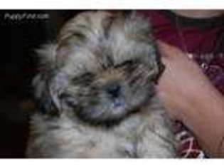 Mutt Puppy for sale in East Providence, RI, USA