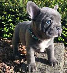 French Bulldog Puppy for sale in Norfolk, VA, USA
