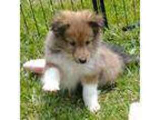 Shetland Sheepdog Puppy for sale in Berkeley Springs, WV, USA