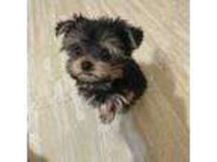 Yorkshire Terrier Puppy for sale in Acworth, GA, USA