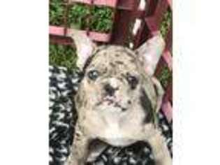 French Bulldog Puppy for sale in Medford, WI, USA