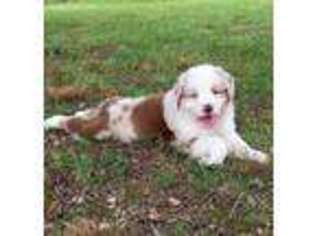 Australian Shepherd Puppy for sale in Willow Springs, MO, USA