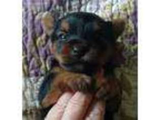 Mutt Puppy for sale in Saint Marys, PA, USA
