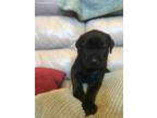Cane Corso Puppy for sale in Lauderdale, MS, USA