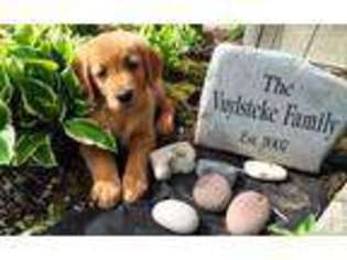 Golden Retriever Puppy for sale in SEASIDE, OR, USA