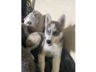 Siberian Husky Puppy for sale in Daly City, CA, USA