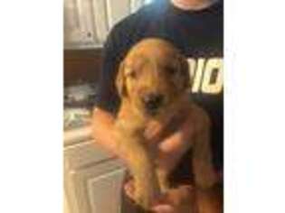 Golden Retriever Puppy for sale in Hampton, GA, USA