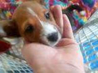Basenji Puppy for sale in Fort Worth, TX, USA