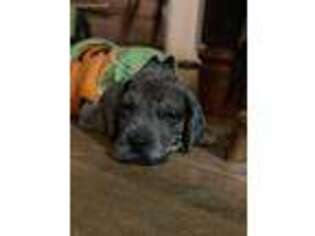 Great Dane Puppy for sale in New Braintree, MA, USA