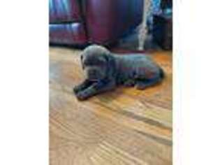 Cane Corso Puppy for sale in Haskell, OK, USA