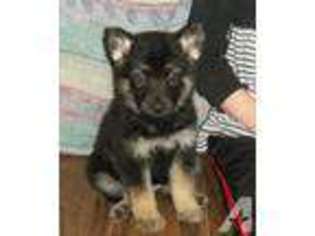 German Shepherd Dog Puppy for sale in BRISTOLVILLE, OH, USA