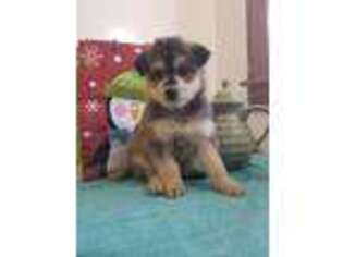Mutt Puppy for sale in Flemingsburg, KY, USA