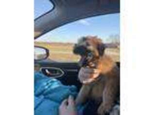 Soft Coated Wheaten Terrier Puppy for sale in Liberty, MO, USA