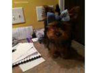 Yorkshire Terrier Puppy for sale in Pontotoc, MS, USA