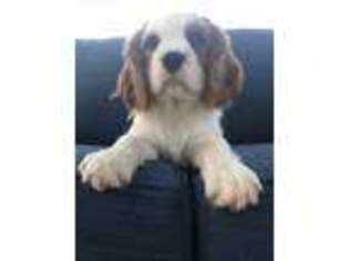 Cavalier King Charles Spaniel Puppy for sale in Menifee, CA, USA