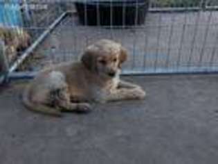 Golden Retriever Puppy for sale in Clyde, TX, USA
