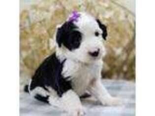 Mutt Puppy for sale in Caseville, MI, USA