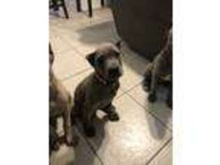 Cane Corso Puppy for sale in Deer Park, TX, USA